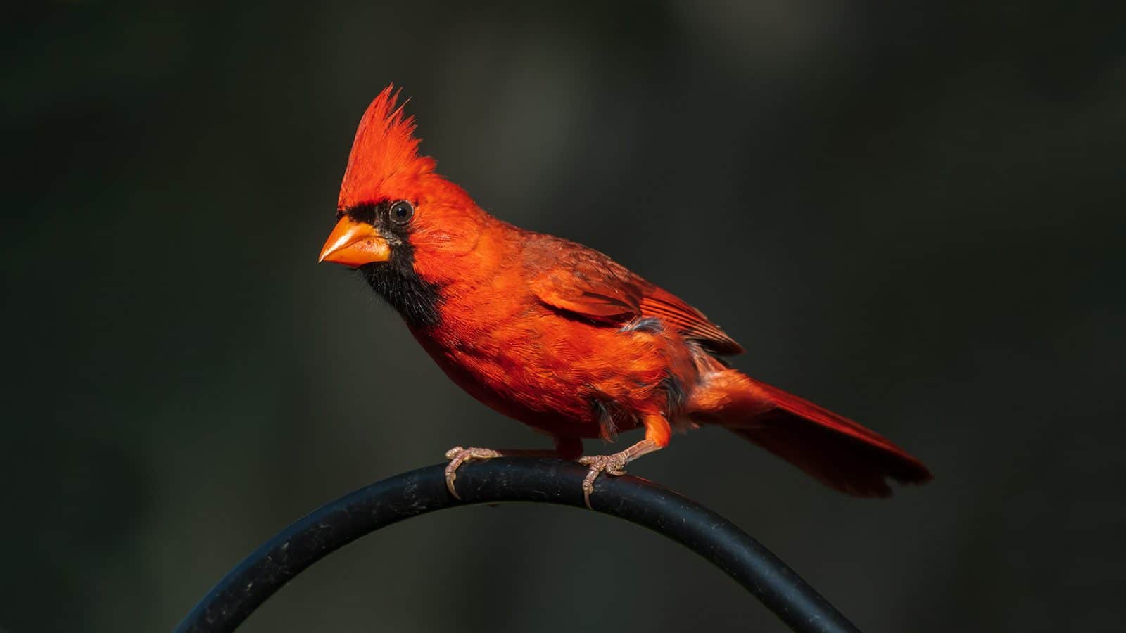 If You See Cardinals Often, This Is What It Means