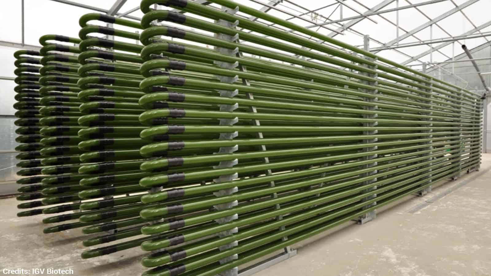 “Algae Power Plant” Removes as Much CO2 As An Acre of Trees