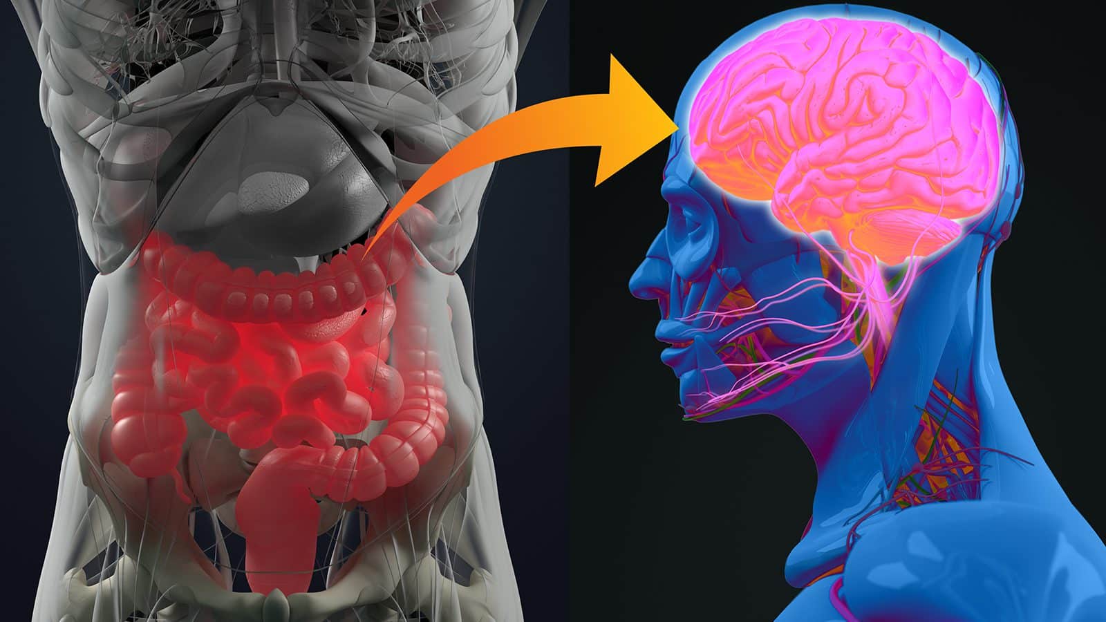 Doctors Explain the Gut-Brain Axis and How It Improves Health