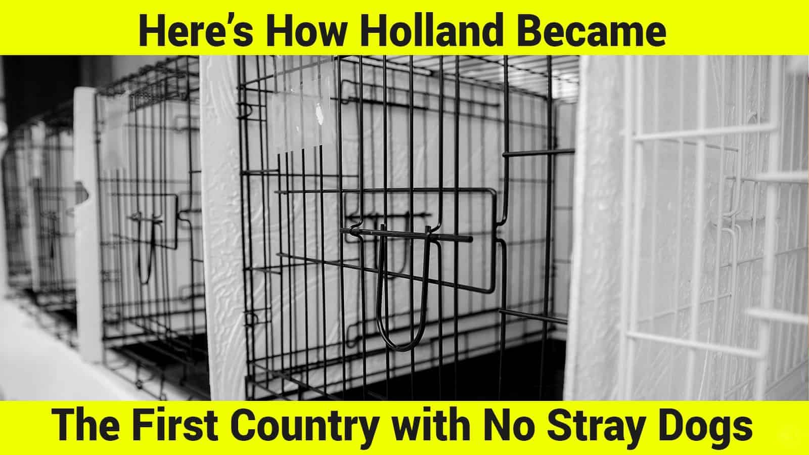 Here’s How Holland Became The First Country with No Stray Dogs