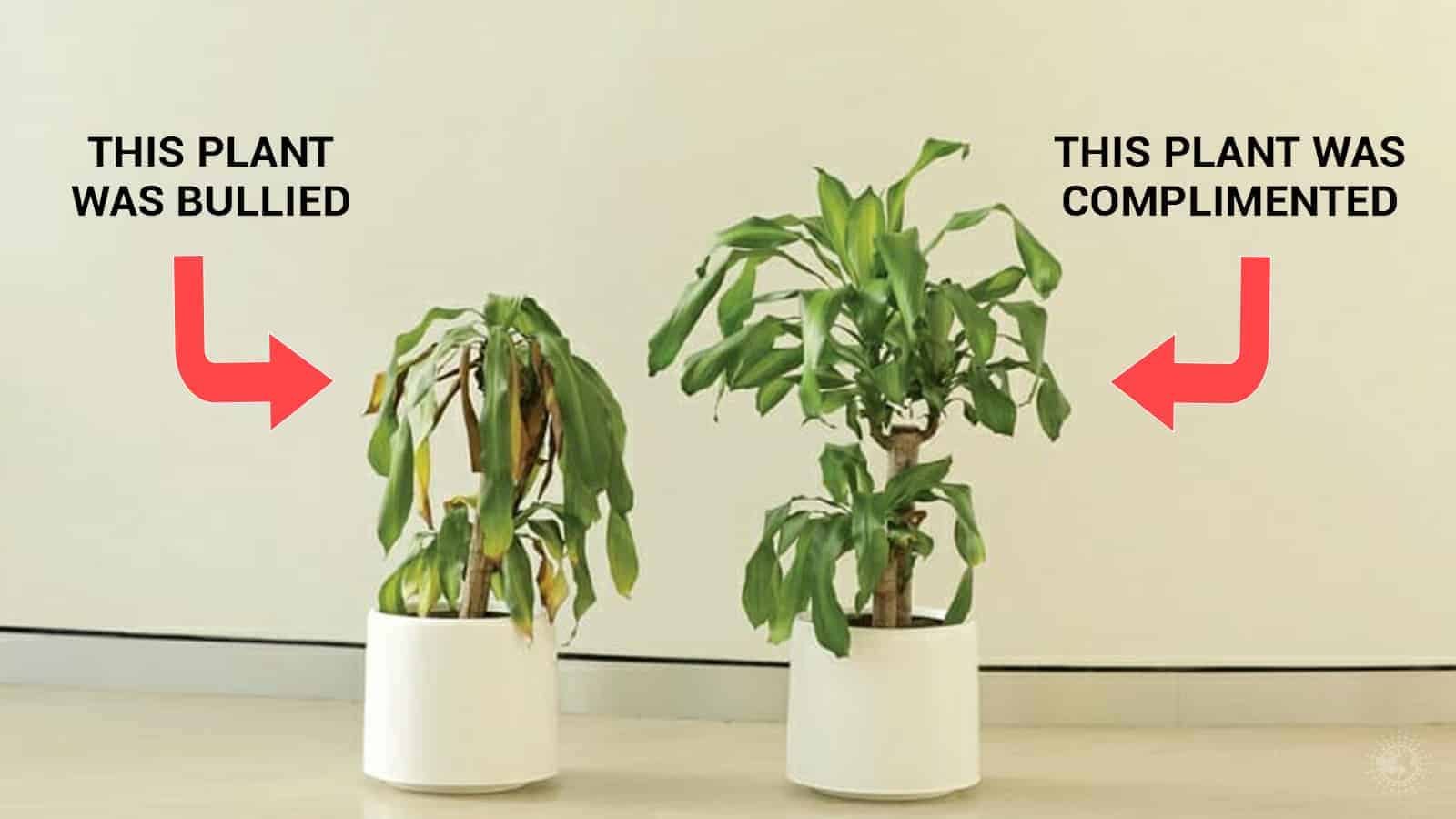 IKEA’s Bully A Plant Project Is Proof: Positivity Alters Our Physical World