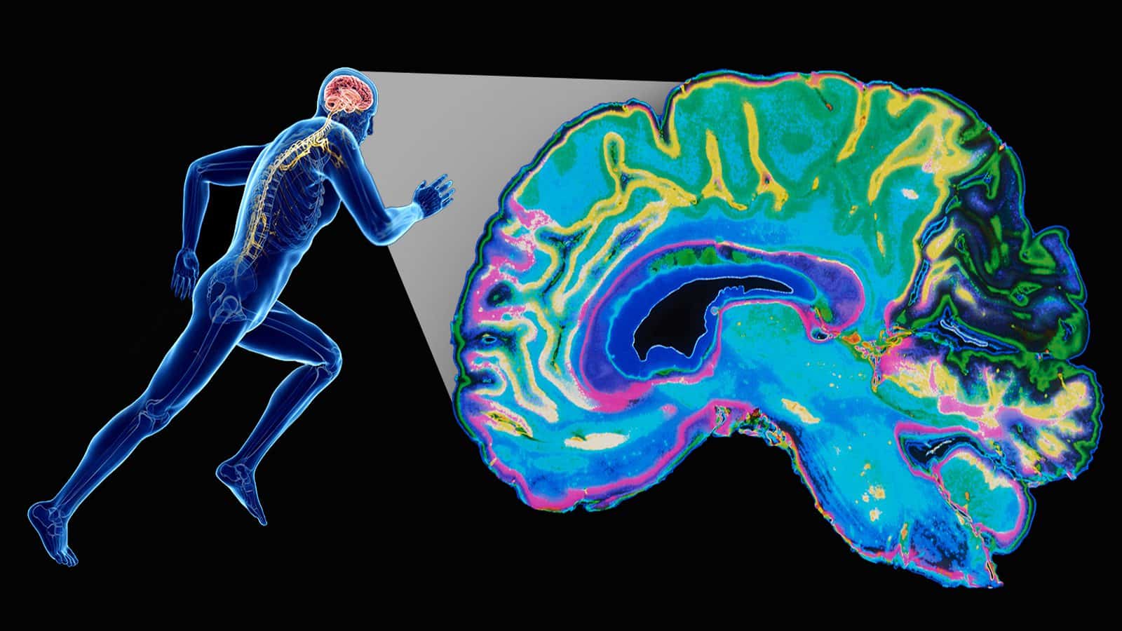 Neuroscientist Explains Why Exercise is the Most Important Factor for Brain Health