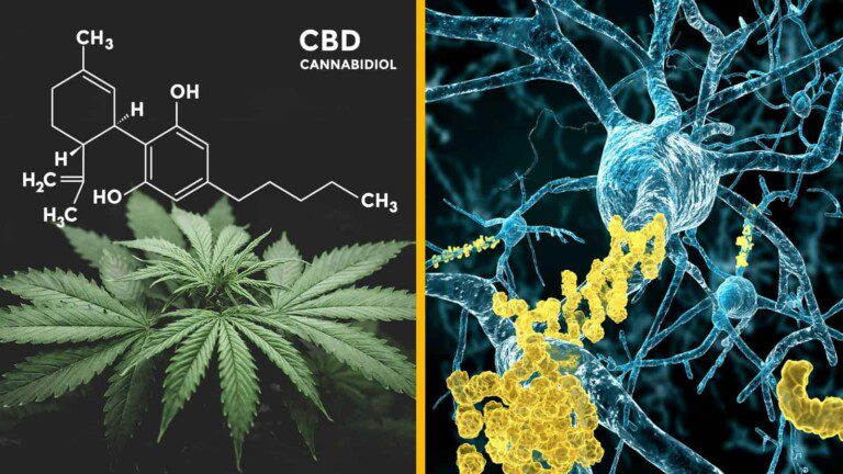 cannabis