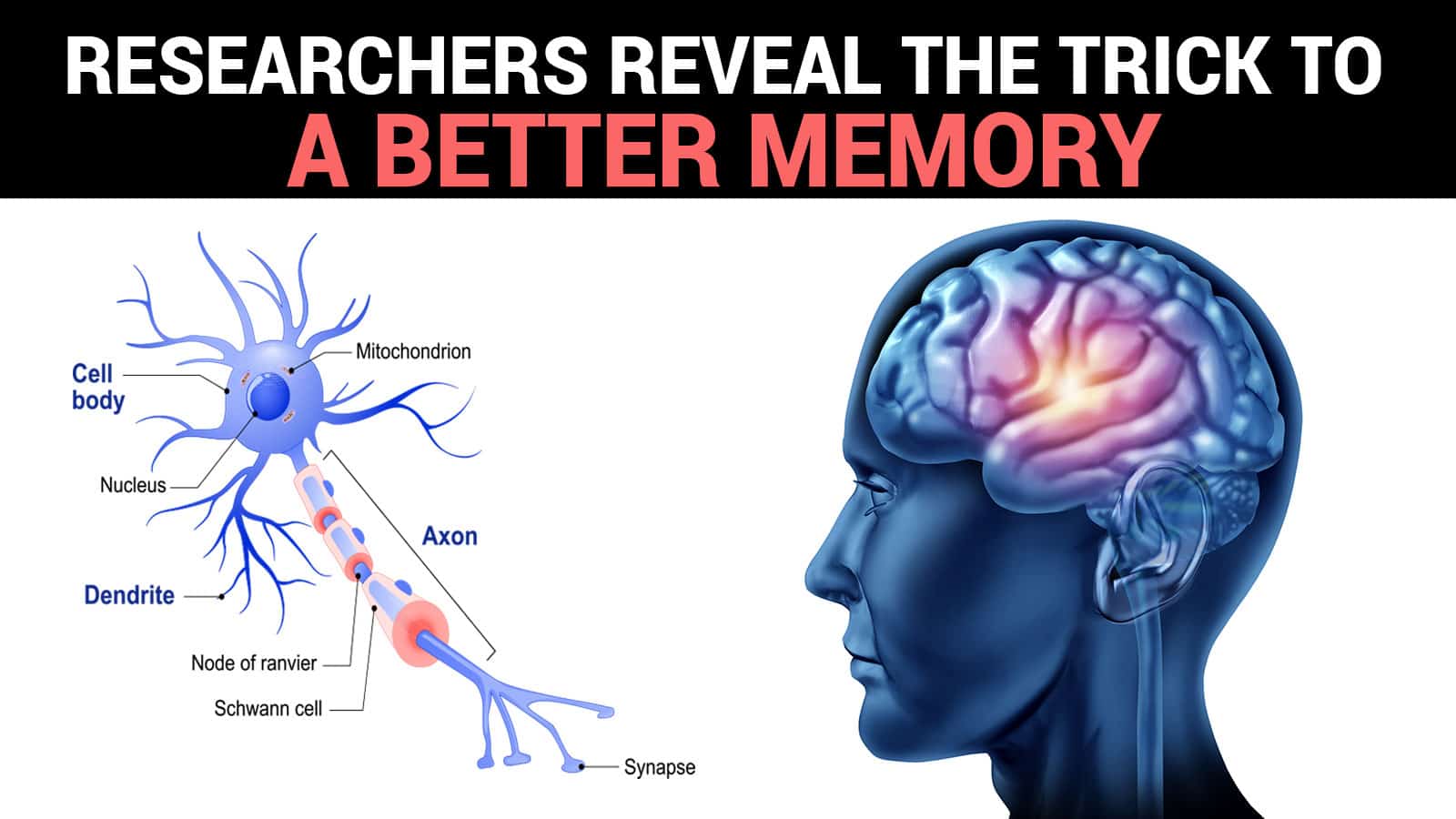 Researchers Reveal the Trick To Improving Your Memory