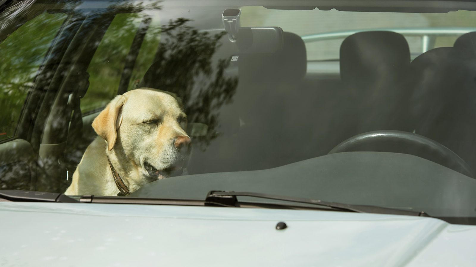 PETA Warns Against Leaving Dogs in Hot Cars