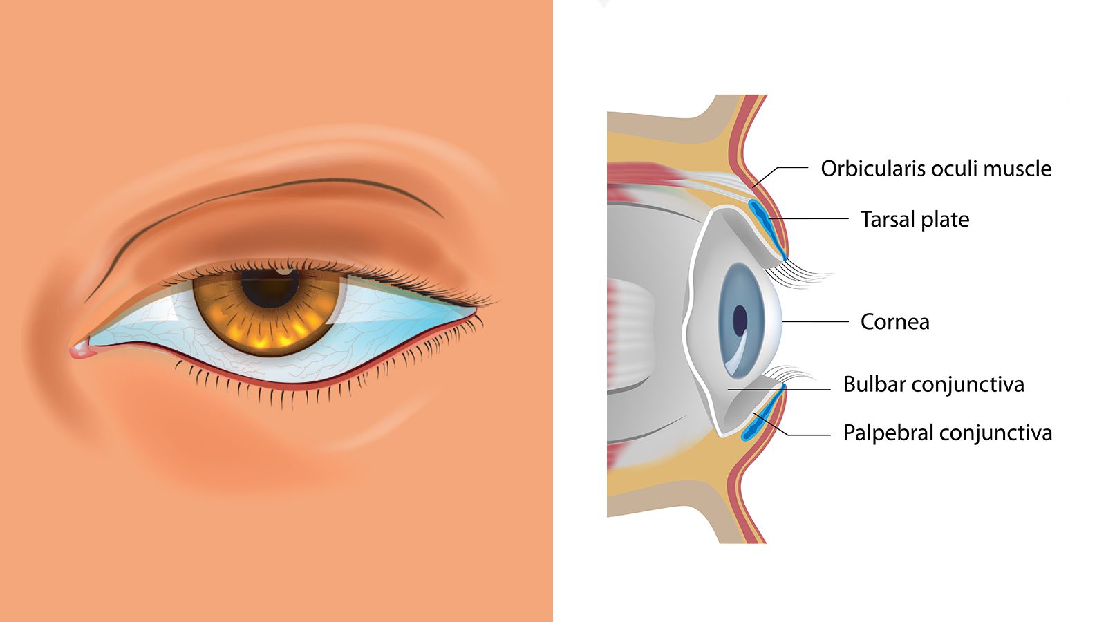 Doctors Explain What Puffy Eyelids Reveal About Your Health