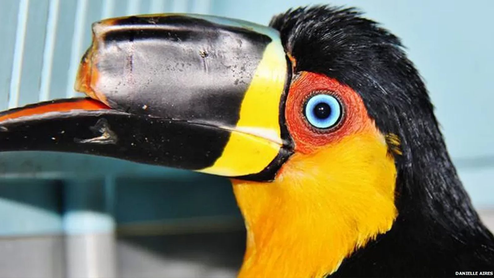 This Injured Toucan Received a 3D Printed Prosthetic Beak