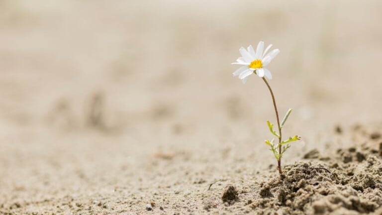 habits of people who bounce back stronger