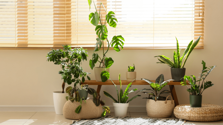 health benefits of houseplants