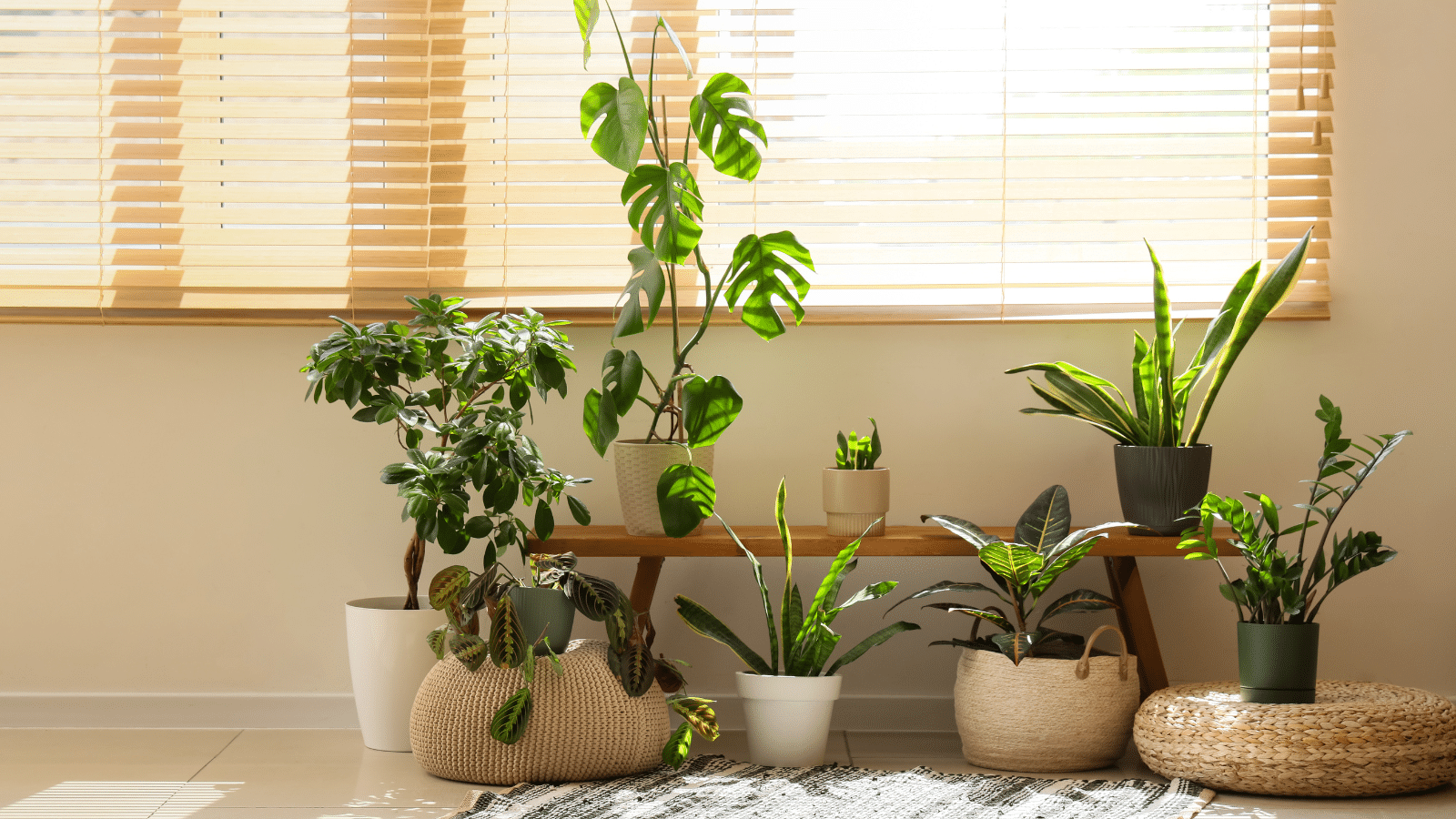 health benefits of houseplants